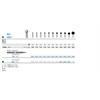 Komet Diamant rund HS 6801.104.023